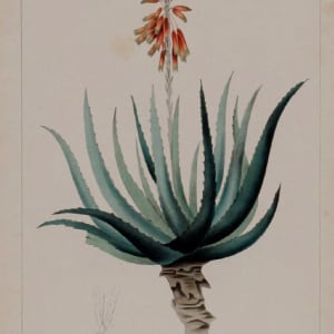 Aloe Socotrina
Aloe Socotrina
Aloe Socotrina
Aloe Socotrina by Joseph Carson