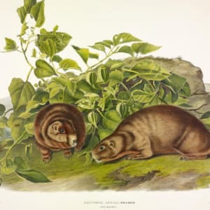 Arctomys lewisii, Aud. and Bach. Lewis' Marmot. (v. 3, no. 22, plate 107)