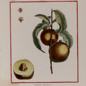 Plate 17, Violette Tardive by Claude Aubriet