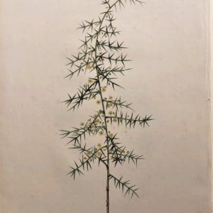 Les Liliacées (Asparagus Horridus) by Pierre-Joseph Redouté