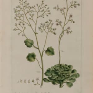 Pl. CXLI by Phillip Miller