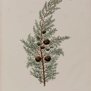 Cupressus Macrocarpa by WH McFarlane
