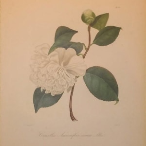 Camellia Anemoneflore warrata Alba by Jung