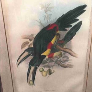 Pteroglossus Arcari or Cayenne Acari by John Gould