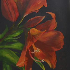 Amaryllis, The by Margaret Park