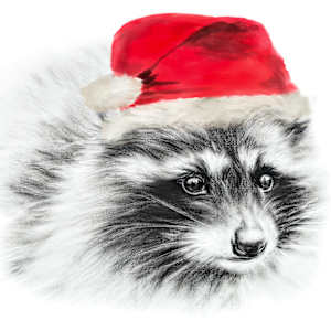 Christmas Racoon by Sarah Jaynes