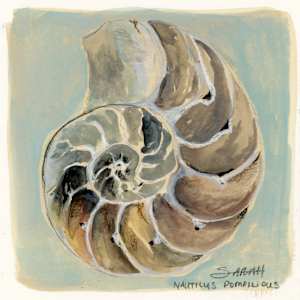 Nautilus Pompilious by Sarah Jaynes
