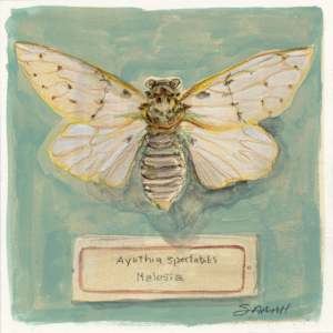 Ayuthia Spectabilis by Sarah Jaynes