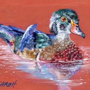 Wood Duck by Sarah Jaynes