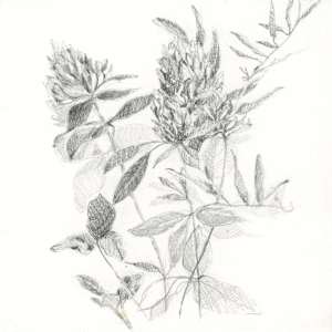 Wildflower Pencil Sketch by Sarah Jaynes