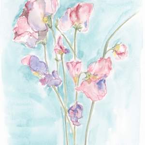 Sweet Pea Study Watercolour by Sarah Jaynes