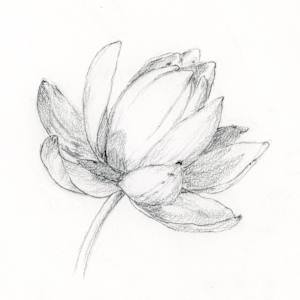 Water Lily Sketch by Sarah Jaynes