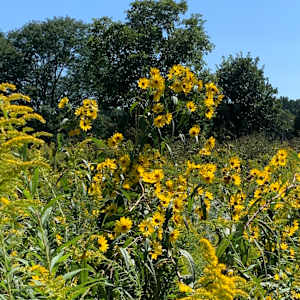 Sawtooth Sunflower by Maggie Capettini, Image 3.