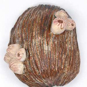 co.habit: barnacle by Maggie Capettini, Image 6.