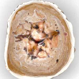 co.habit: barnacle by Maggie Capettini, Image 4.