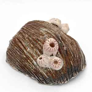 co.habit: barnacle by Maggie Capettini, Image 2.