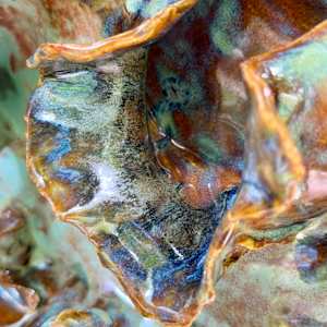 polypore-esque (wall art) by Maggie Capettini, Image 8.