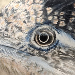 Roadrunner by Joy Grant 