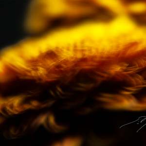 INCANDESCENCE by Eric C. Jackson 