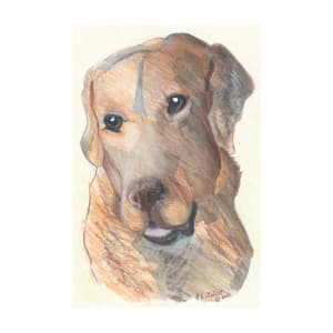 Labrador Retriever Dog Portrait Drawing by Helena Kuttner-Giasson