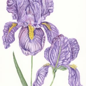 Frilly Purple Iris by Helena Kuttner-Giasson