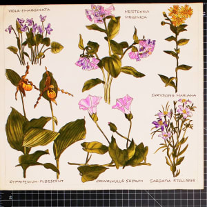 Vera Paints a Victorian Garden by Vera Neumann 