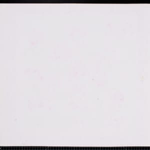 Geraniums by Vera Neumann 