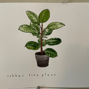 Rubber Tree Plant by curtis bay