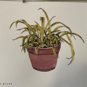 Spider Plant by curtis bay