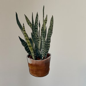 Snake Plant by curtis bay