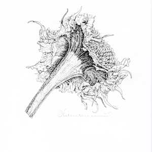 Dried Sunflower by Brittany Hass