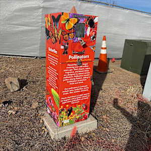 Utility Wrap - Pollinator (Sulphur Gulch Trail behind PACE) 
