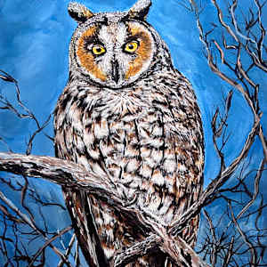 Night Owl by Sheri Krause