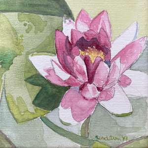 Waterlily by Sue Sundstrom