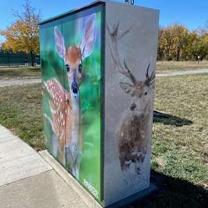 Utility Wrap - Oh Deer (Railbender Park Tennis Courts) 