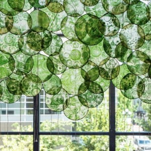 Biology Rising by Julie Anderson Bailey, Eric Braman 