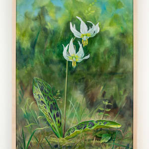 Giant Fawn Lily (Erythronium oregonum) by Barbara Counsil