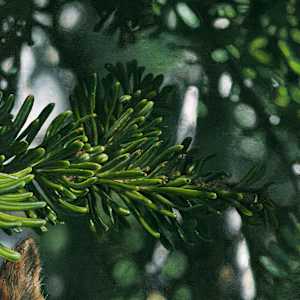 A Curious Friend by Brendan McCullough  Image: needles close up