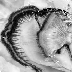 Fl'huître by Elodie PALFER-SOLLIER