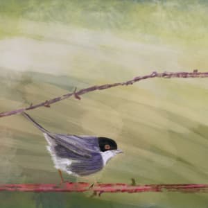 ART256 Sardinian_Warbler by Bella Moraes ArtWork