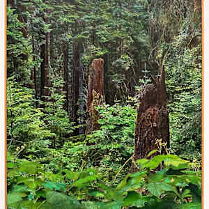 Old Growth, Cascade-Siskiyou National Monument, Jackson County, Oregon by Mark Tribe