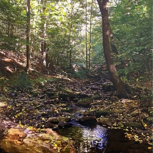 Alder Creek, Balsam Lake Mountain Wild Forest, Ulster County, New York by Mark Tribe Studio 
