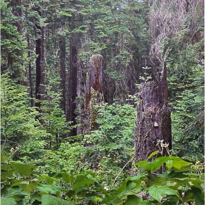 Old Growth, Cascade-Siskiyou National Monument, Jackson County, Oregon by Mark Tribe Studio