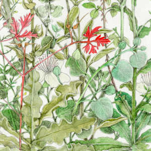 Mapping the Walk \: June by Judith Allen-Efstathiou 