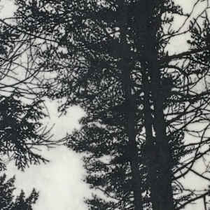 Pines on Daisey Pond by Judith Allen-Efstathiou 