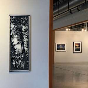 Pines on Daisey Pond by Judith Allen-Efstathiou 