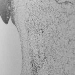 Fragility by Steven Buduo 