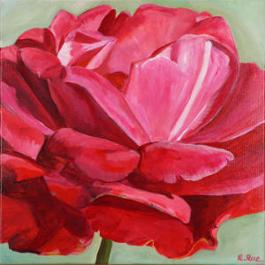 Pink Rose by Rachel Rae