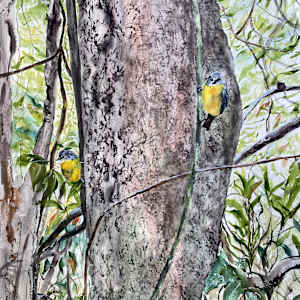 Robins Interrupted by Susan Wellingham
