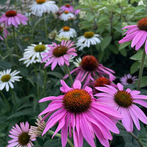 Coneflower by Tamara Dimitri